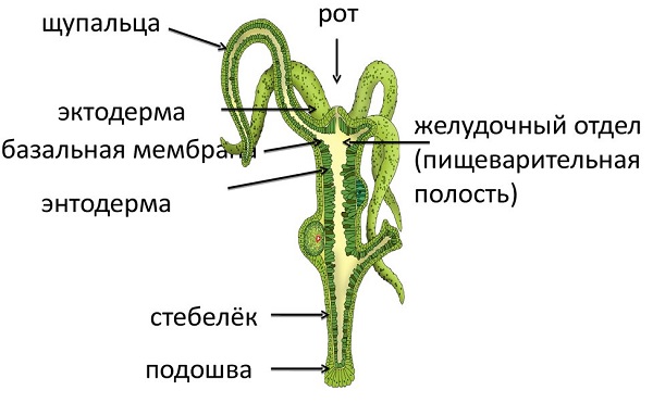 Рабочая ссылка на омг